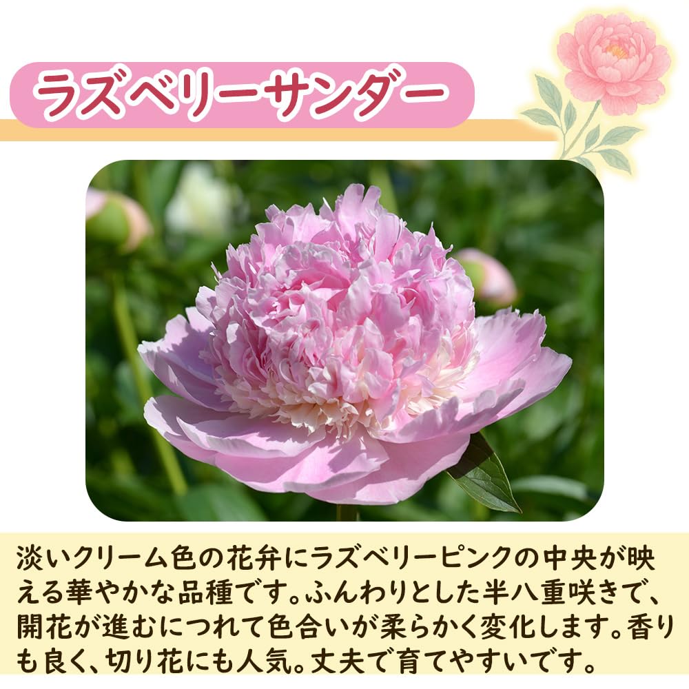 Amazon.co.jp: 選べる「 シャクヤク (芍薬) ポット苗 」12cmポット